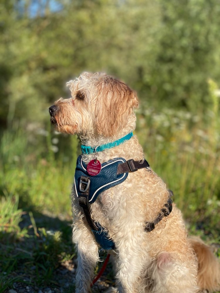 Hundetreffen-Junghund gassi/spiele runde-Profilbild