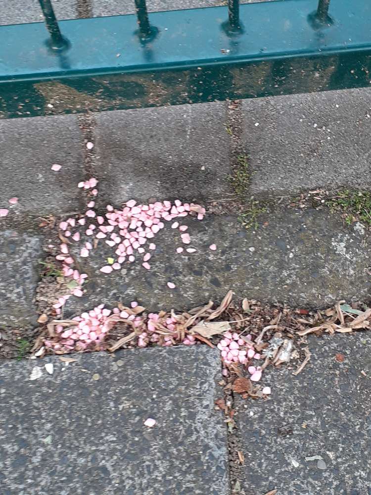 Giftköder-Rattengift-Profilbild