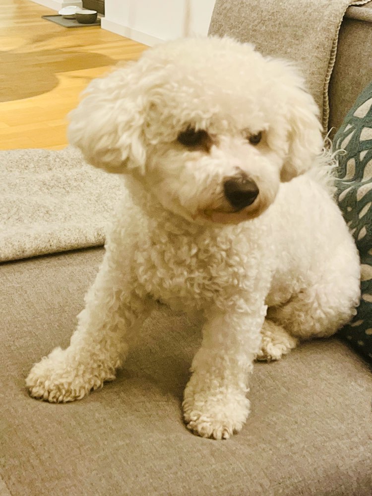 Hundetreffen-festen Spielpartner-Profilbild