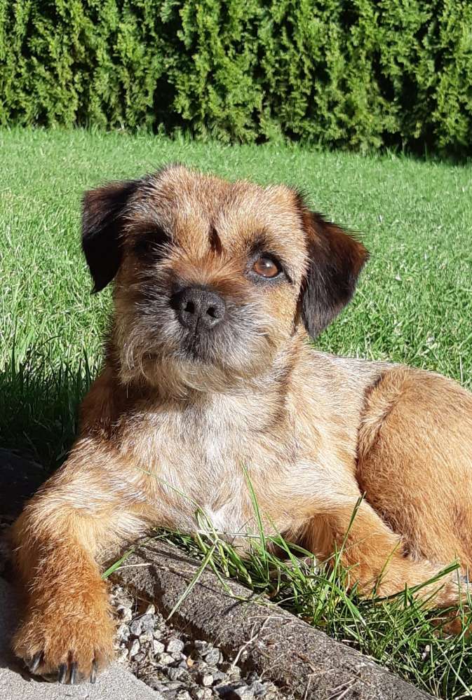 Hundetreffen-Spiel- und Frainigsfreunde finden-Profilbild