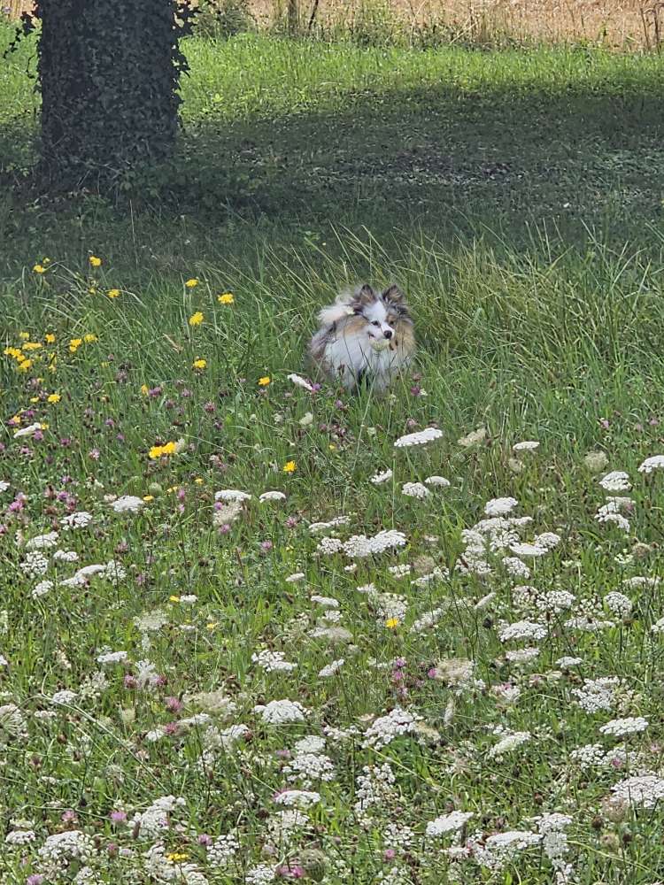 Hundetreffen-Spazieren und Spielen-Profilbild
