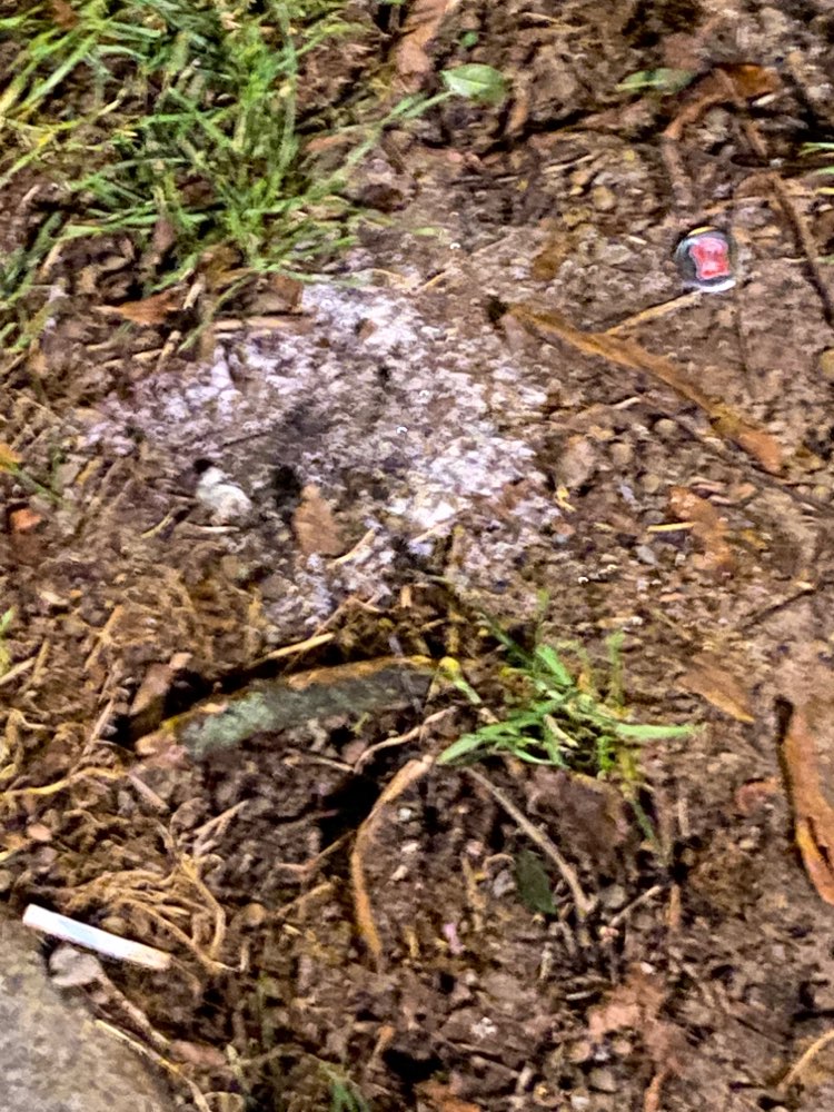 Giftköder-Weißes Pulver-Profilbild