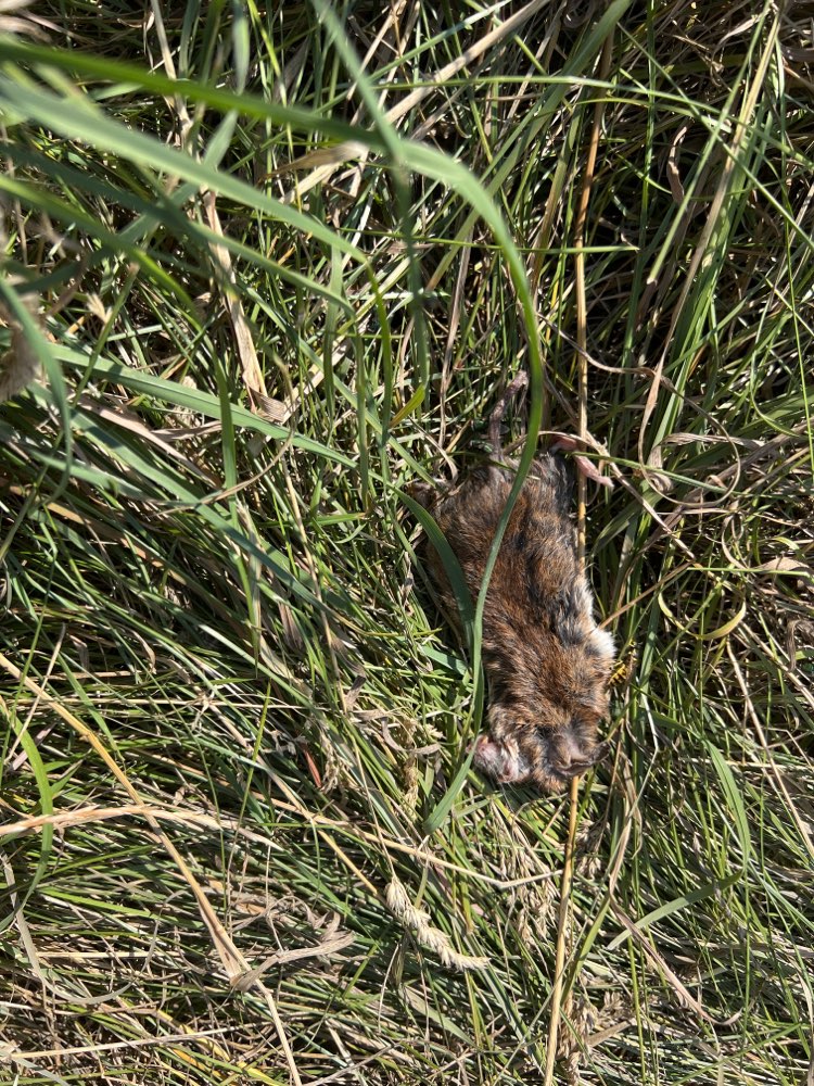 Giftköder-Tote Ratte-Profilbild