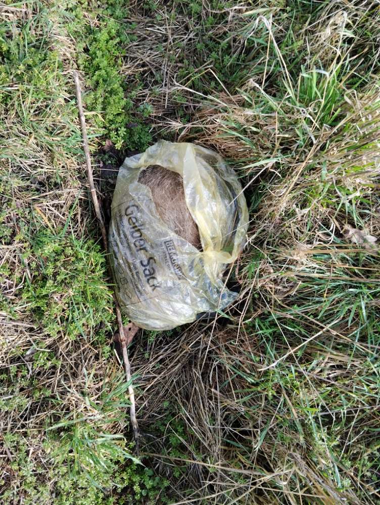 Giftköder-Kadaver-Profilbild