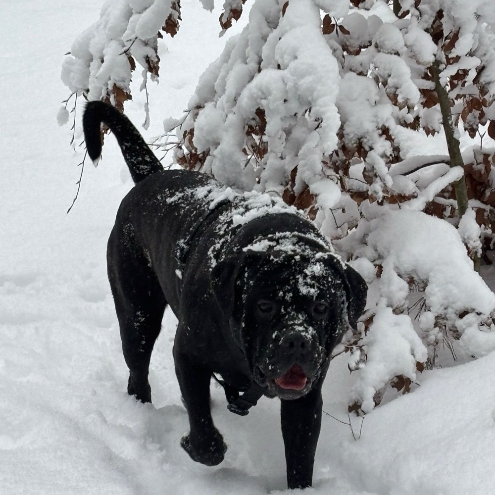 Hundetreffen-Gassi Runden und Spielen-Profilbild