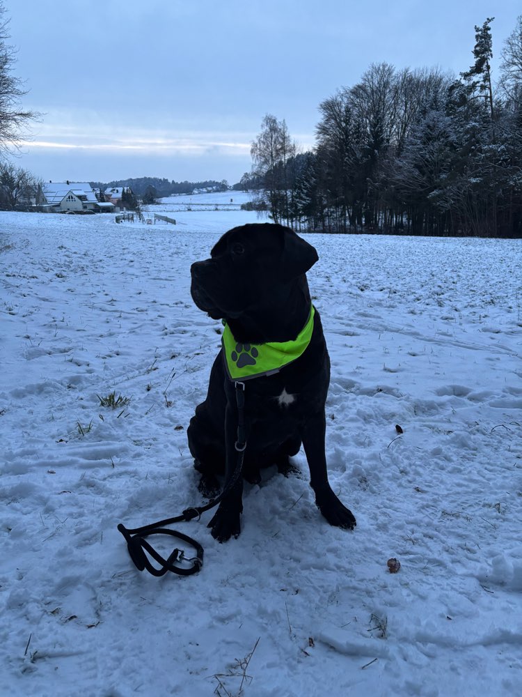 Hundetreffen-Gassi Runden und Spielen-Profilbild