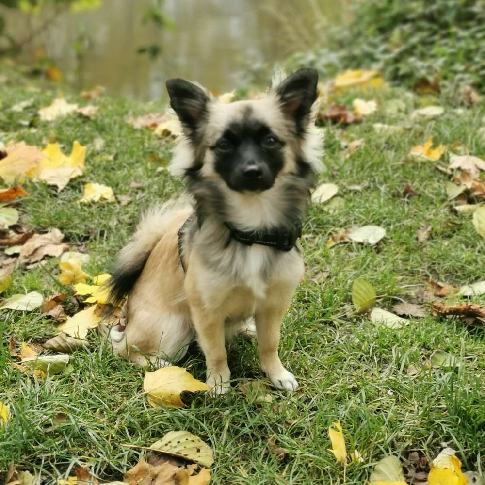Hundetreffen-Spielkameraden, Gassi gehen, Kontakt knüpfen-Profilbild