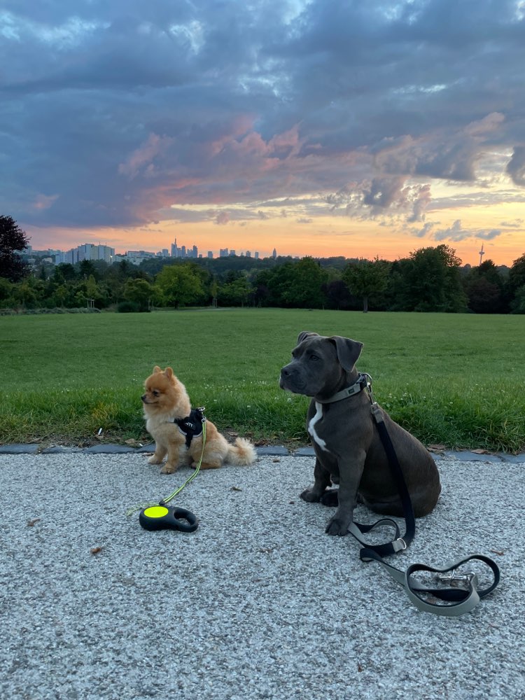 Hundetreffen-Spielrunde mit Nala und Bounty-Profilbild