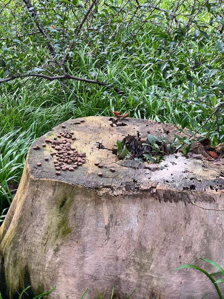 Giftköder-Giftköder-Profilbild