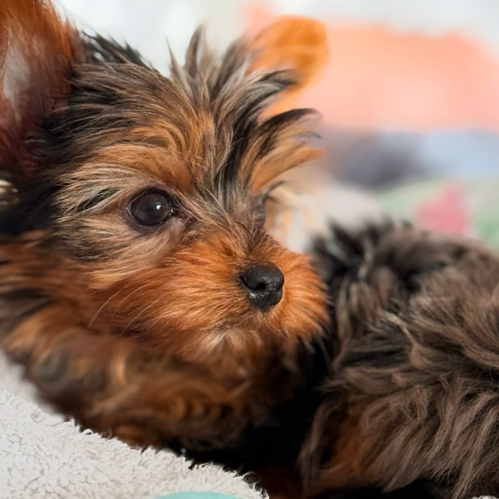 Hundetreffen-Welpen-/ Junghund Spielzeit-Profilbild