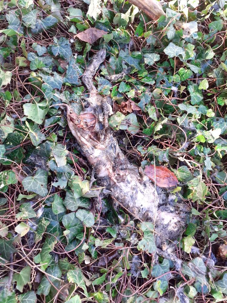 Giftköder-Kadaver von Wildkaninchen-Profilbild