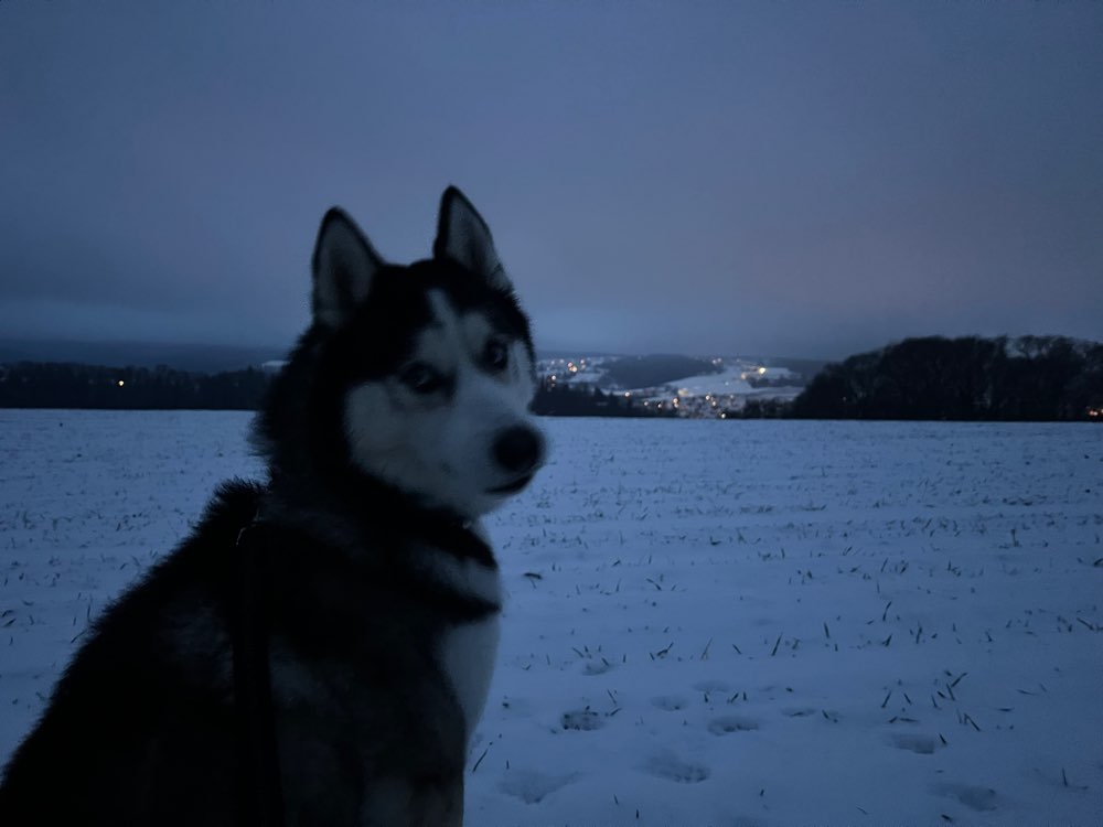 Hundetreffen-Gassi und Spiel mit dem Huskyrüden Pasha-Profilbild