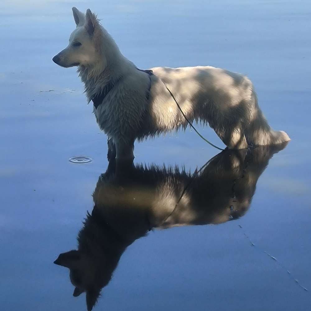Hundetreffen-Junghund / erwachsene Hund Treff Nähe Schmargendorf-Profilbild