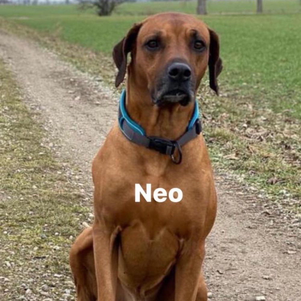 Suchmeldung-Neo-Profilbild