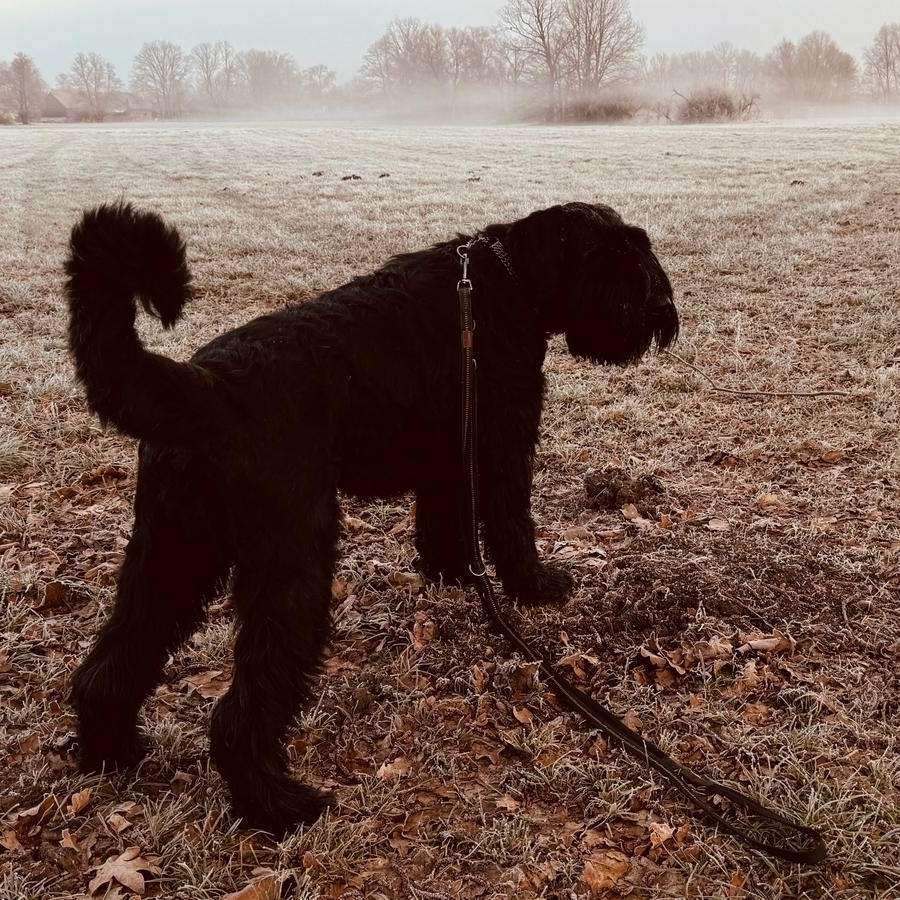 Hundetreffen-Gemeinsam macht alles viel mehr Spaß-Profilbild