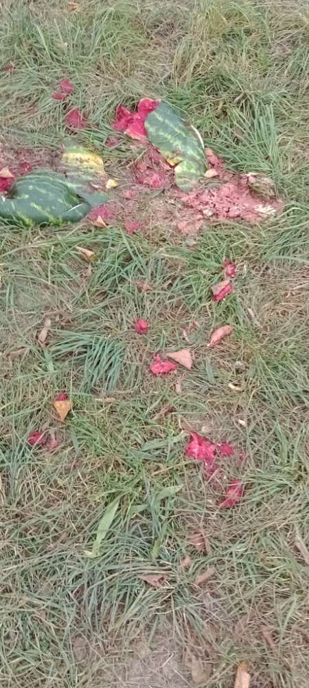 Giftköder-event. vergiftete Wassermelone-Profilbild