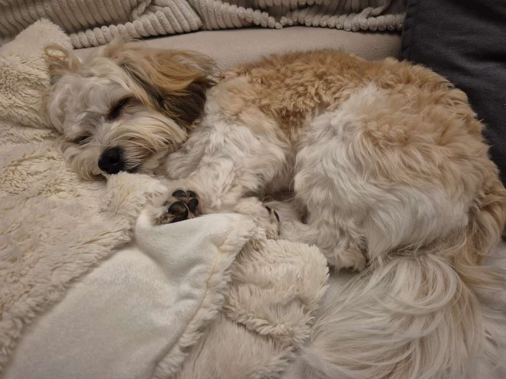 Hundetreffen-Welpentreffen-Profilbild