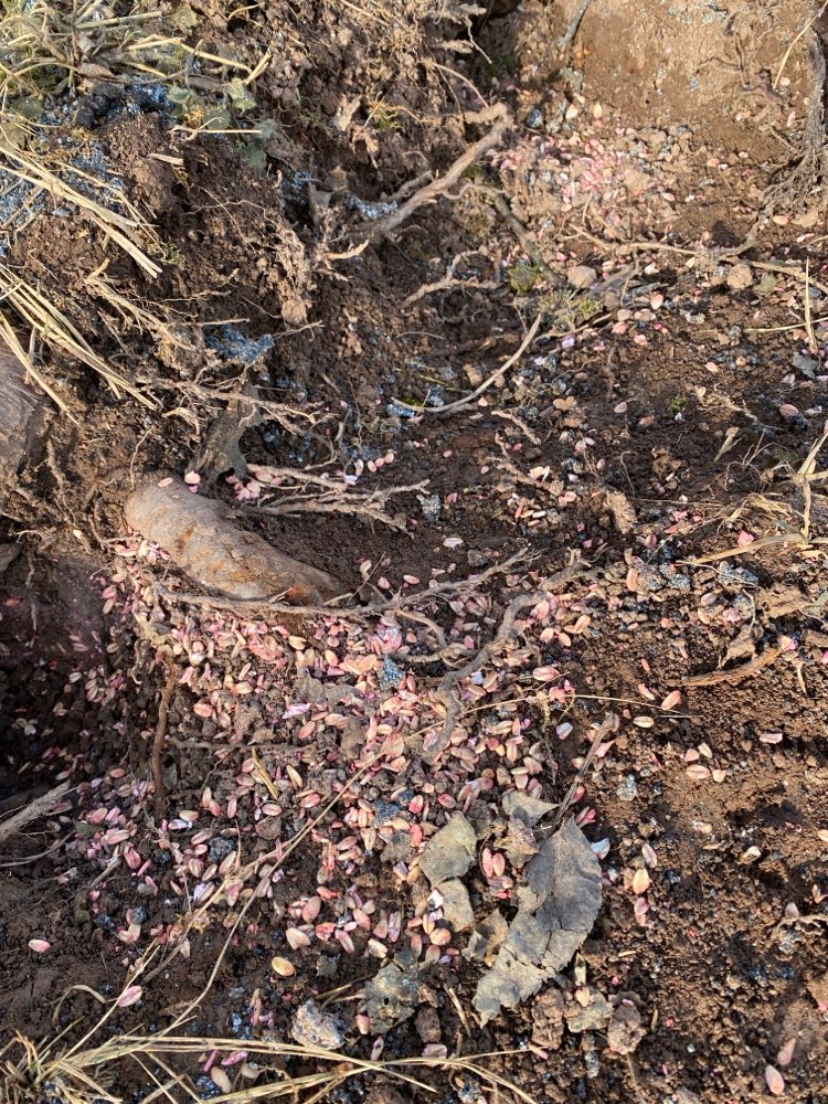 Giftköder-Verdacht  auf Giftköder-Profilbild