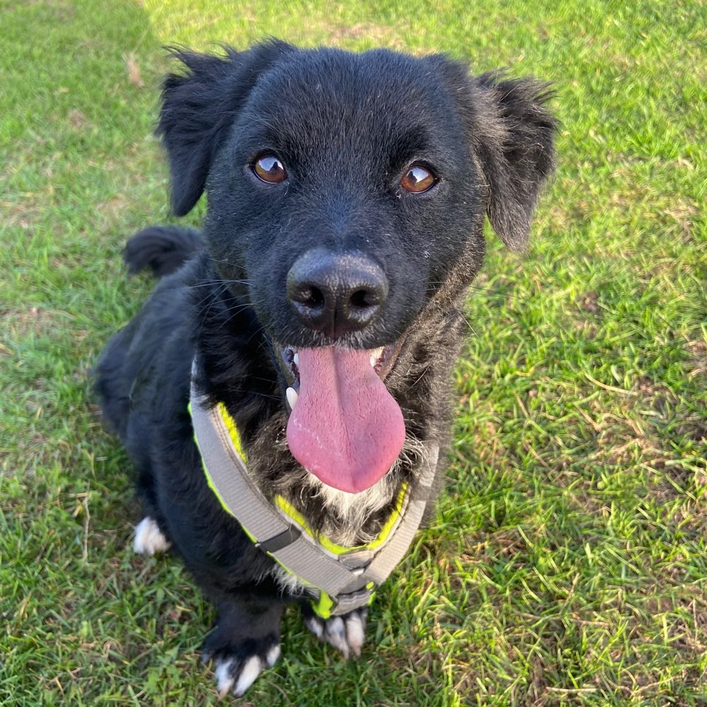 Hundetreffen-(Lange) Spaziergänge und Spielmöglichkeiten-Profilbild