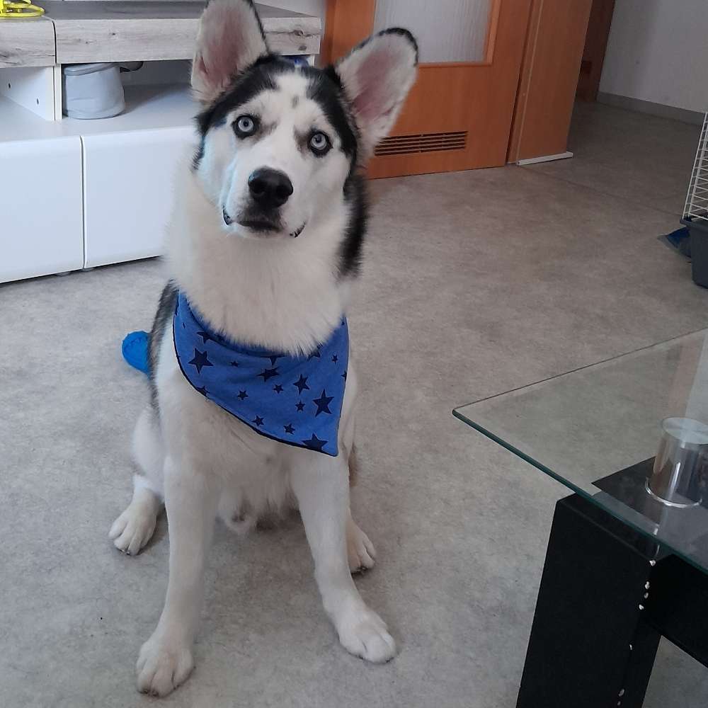 Hundetreffen-Spielrunden +Gassi gehen-Profilbild