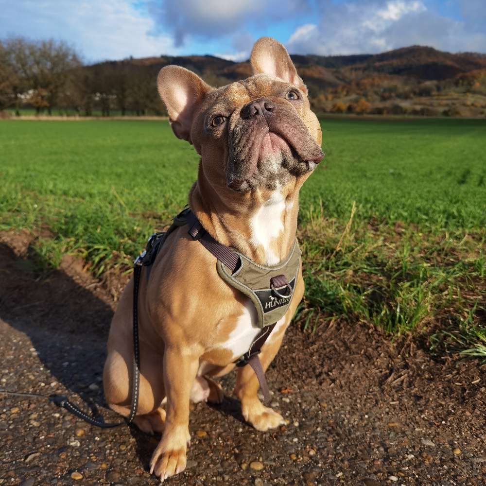 Hundetreffen-Freunde für Buddy-Profilbild