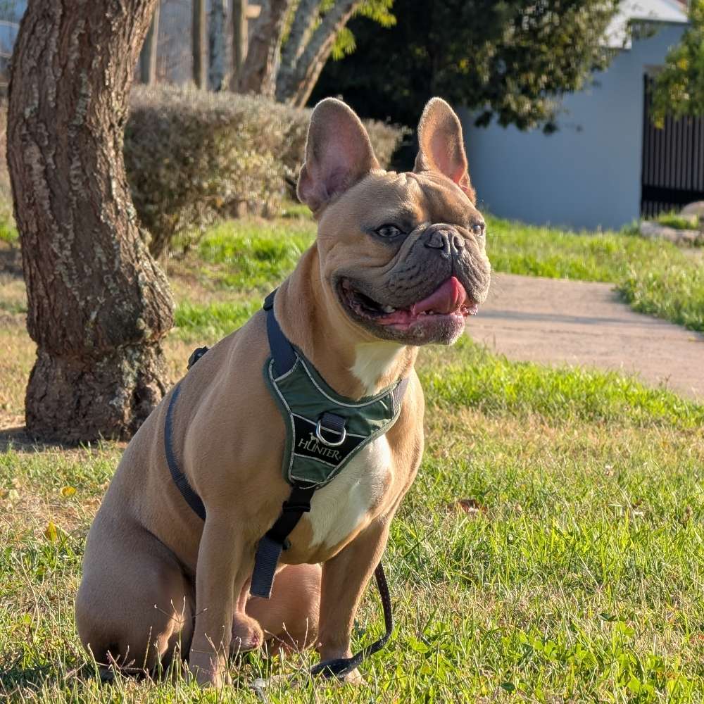 Hundetreffen-Trainings- und Hundefreundschaften-Profilbild