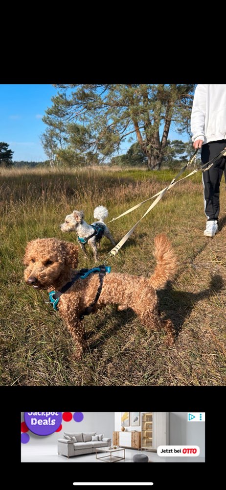 Hundetreffen-Gassi Freunde gesucht-Profilbild