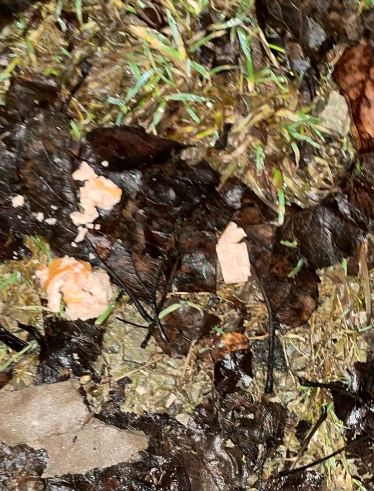 Giftköder-Vermutlicher Giftköder-Profilbild