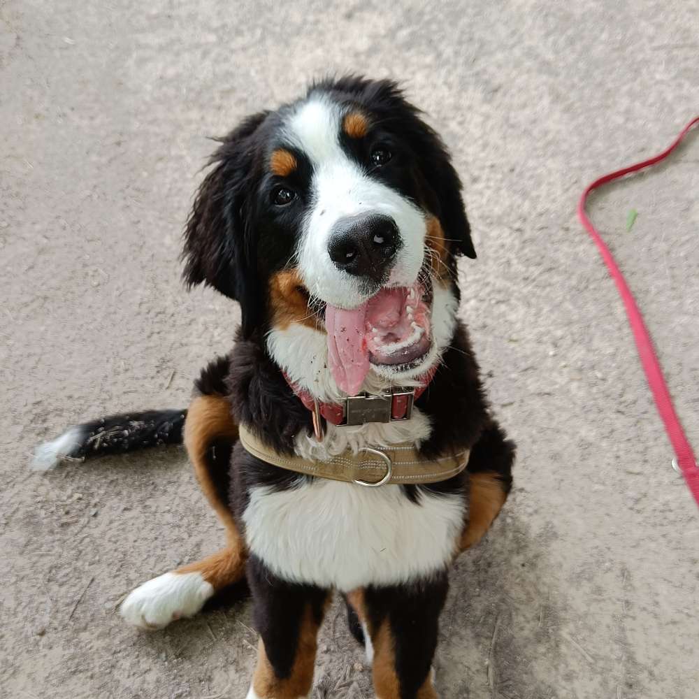 Hundetreffen-Mini sucht Kumpels-Profilbild