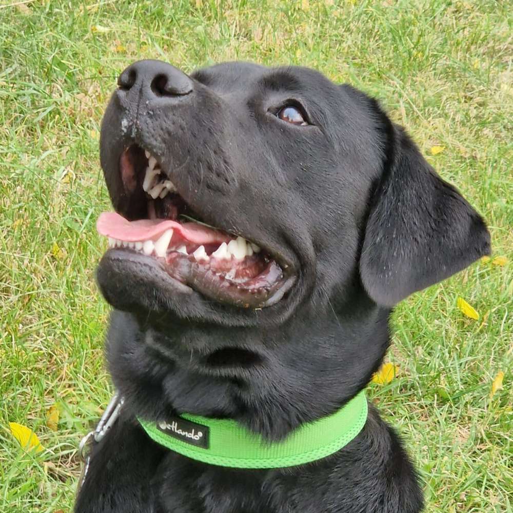 Hundetreffen-Ich suche Freunde für mein hund ashley-Profilbild