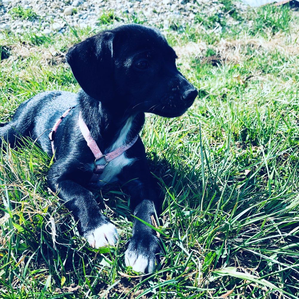 Hundetreffen-Spielen unter Welpen 🐶-Profilbild