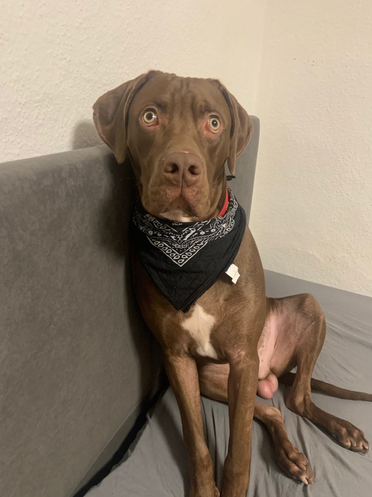 Hundetreffen-Gassirunde 🐶-Profilbild