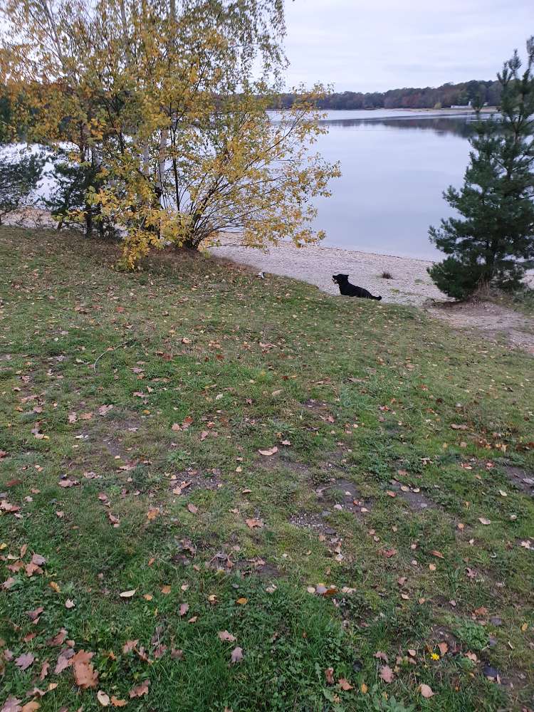 Hundetreffen-Naunhofer See-Profilbild