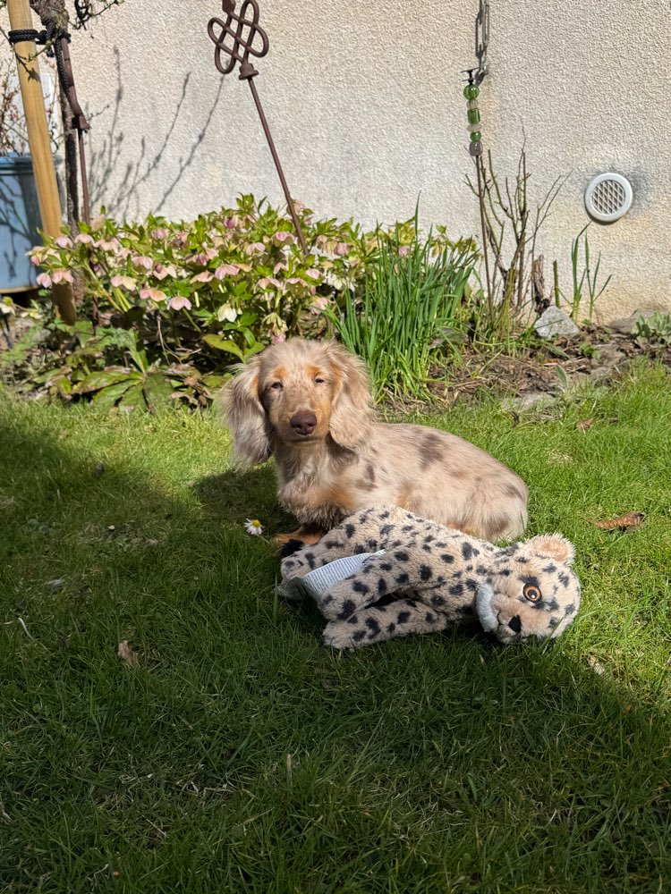 Hundetreffen-Spielefreunde gesucht-Profilbild