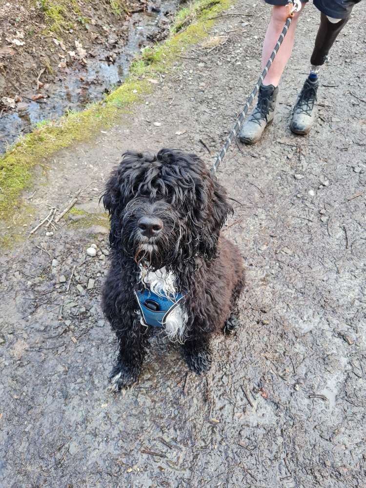 Hundetreffen-Spielkameraden gesucht-Profilbild