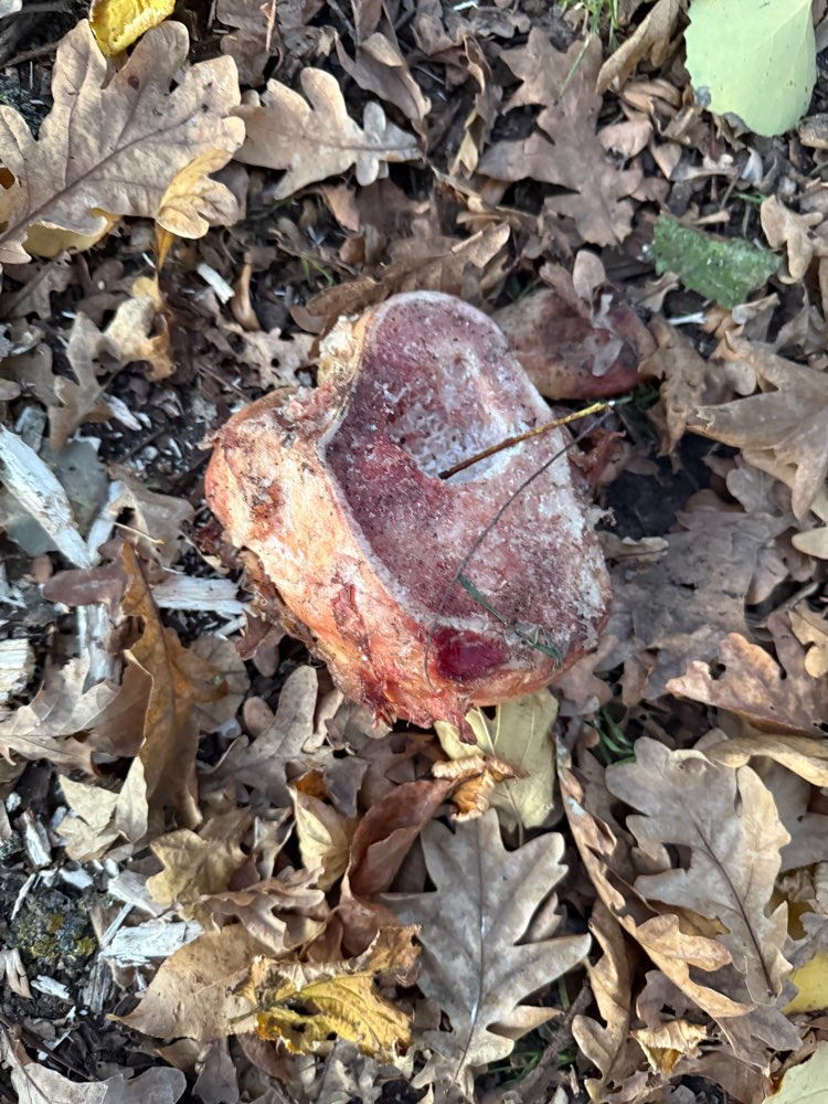 Giftköder-Knochenteile-Profilbild