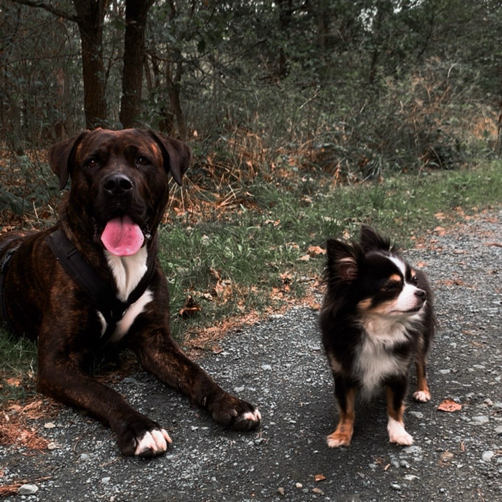 Hundetreffen-Social Walk und Treffen zum Spielen-Profilbild