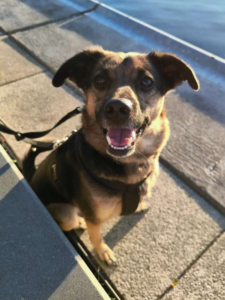 Hundetreffen-Sozializierung nötig-Profilbild