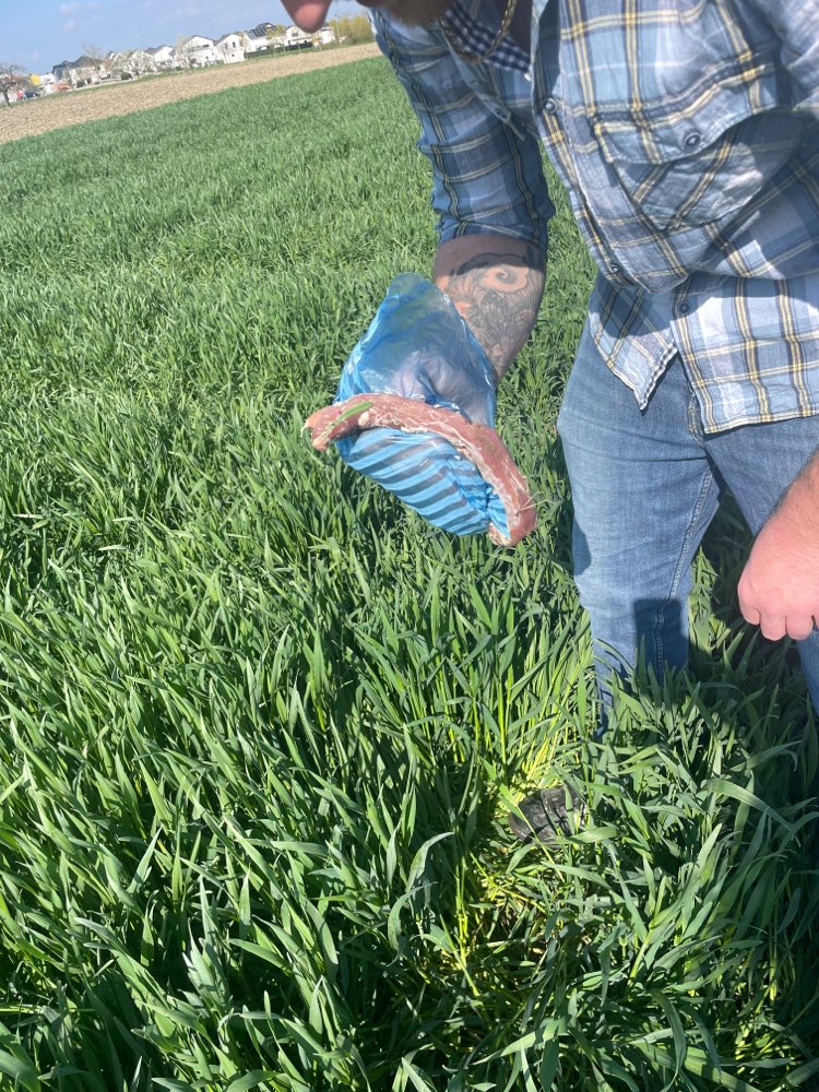 Giftköder-Evtl Giftköder-Profilbild