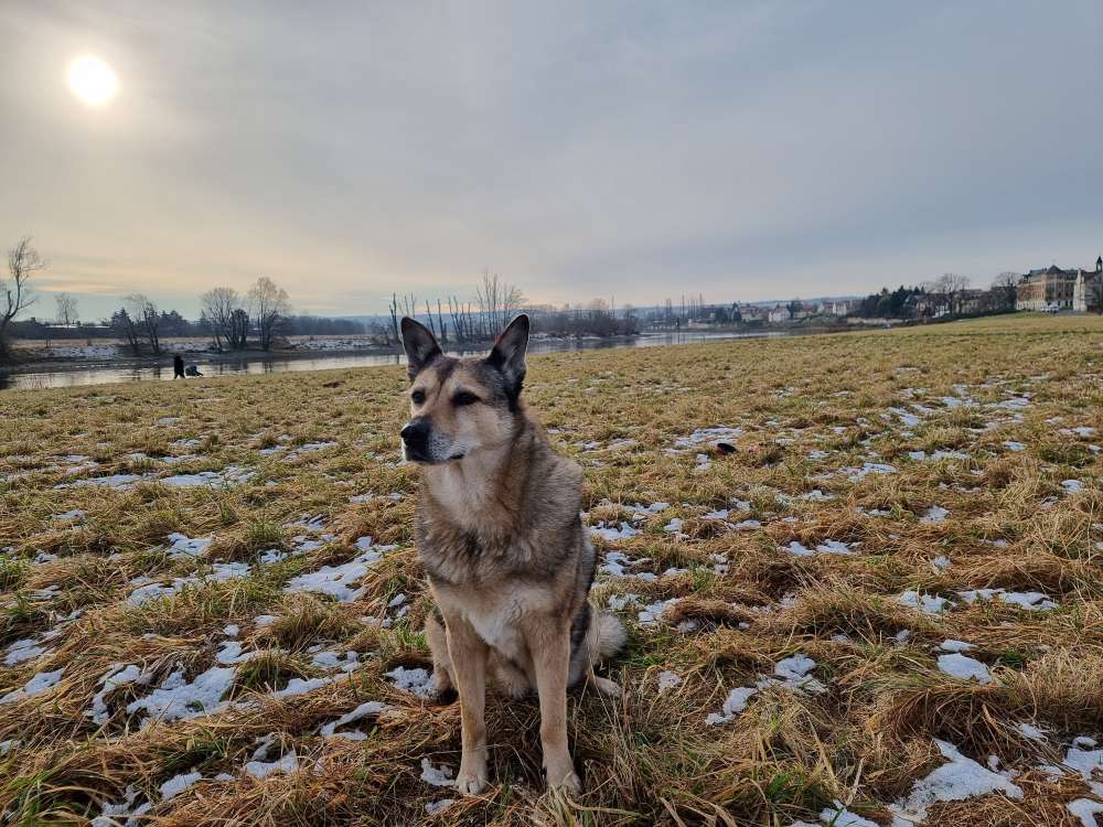 Hundetreffen-Gassi Runde an Flutrinne-Profilbild
