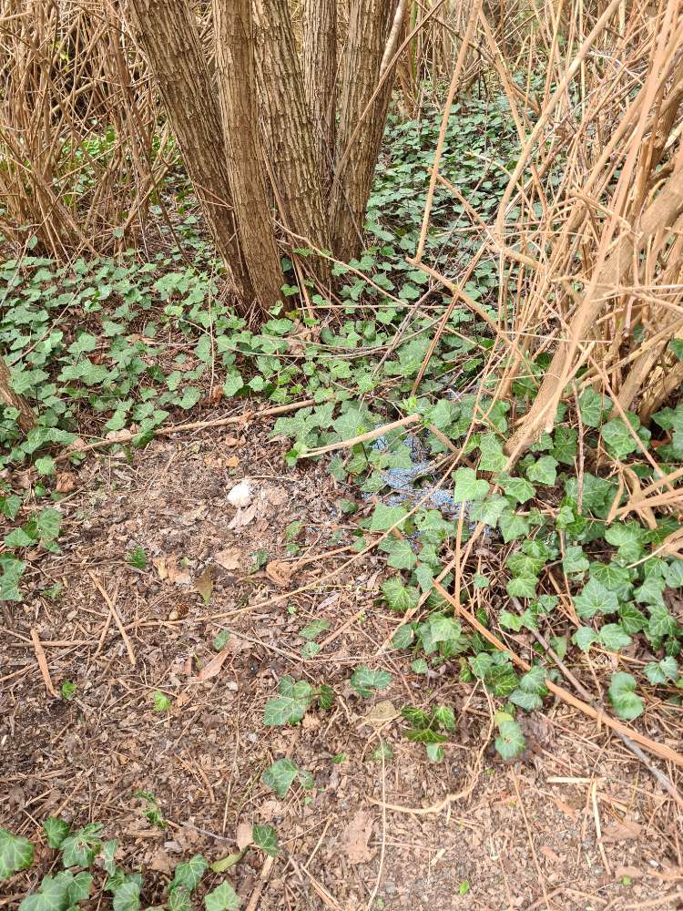 Giftköder-Rattengift oder Blaukorn-Profilbild