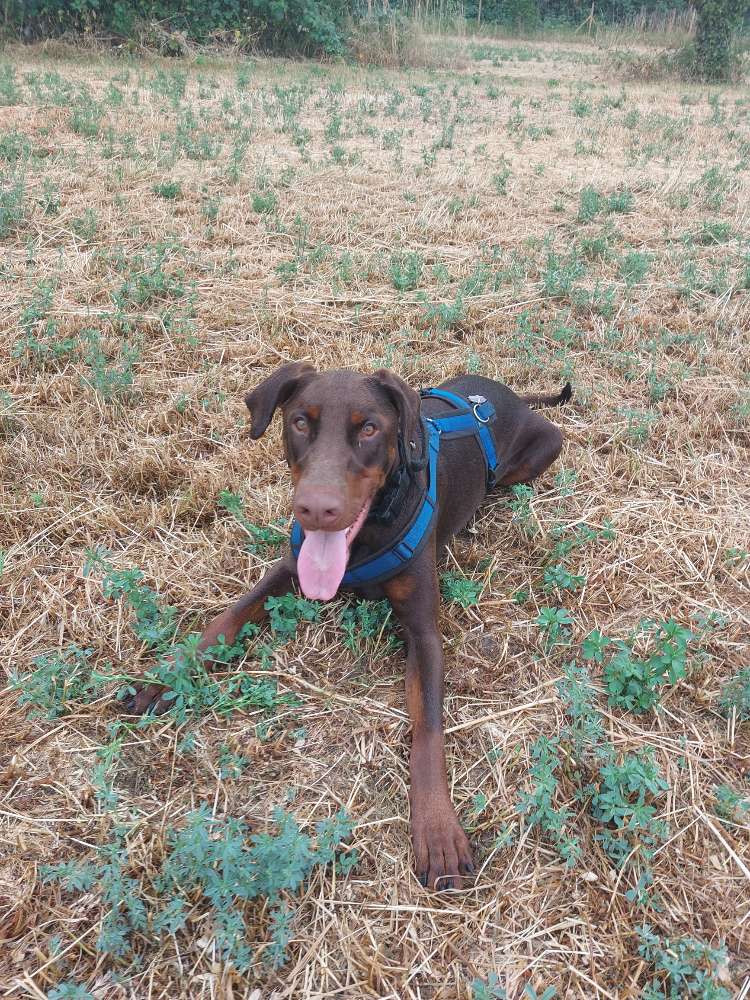 Hundetreffen-Traingsrunde-Profilbild