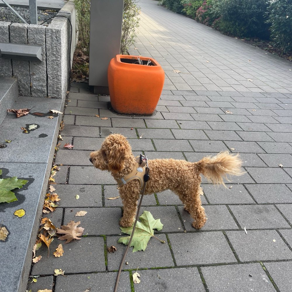 Hundetreffen-Duisburger Pudelgruppe / auch Doodle / Cockerpoo etc-Profilbild