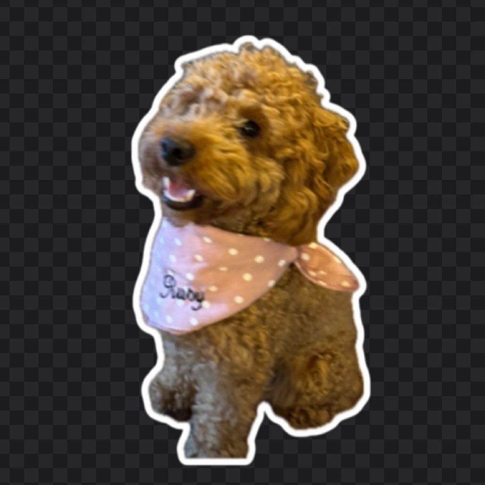 Hundetreffen-Pudeltreffen Freunde finden-Profilbild