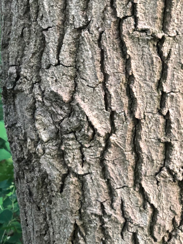 Giftköder-Eichenprozessionsspinner-Profilbild