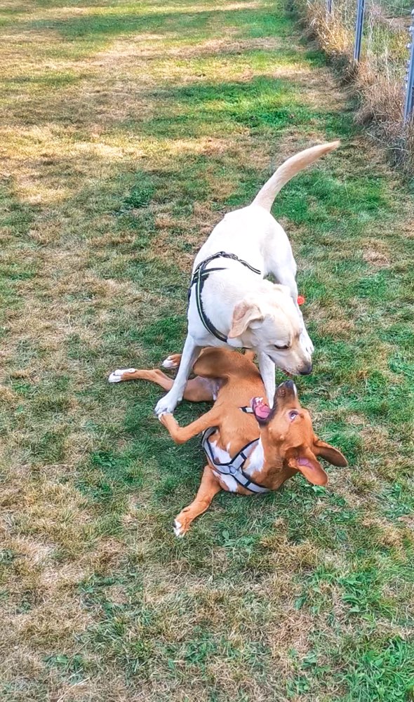 Hundetreffen-Gassi-/ Spielfreund gesucht 🐶❤️-Profilbild