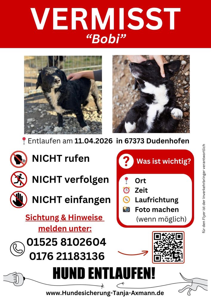 Suchmeldung-Bobi-Profilbild