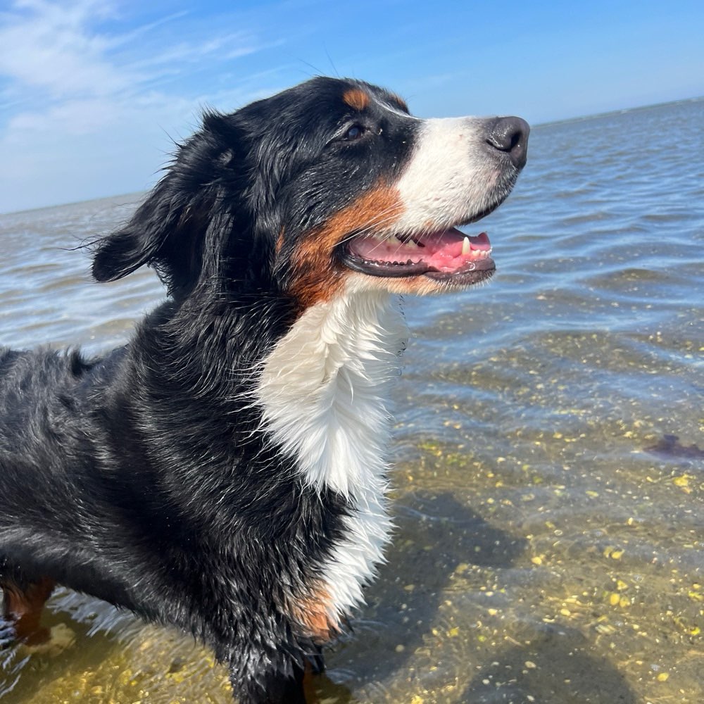 Hundetreffen-Gassi gehen/Freilauf/Spielen-Profilbild