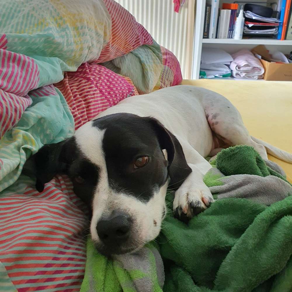 Hundetreffen-Spaziergang ohne Kontakt zunächst-Profilbild