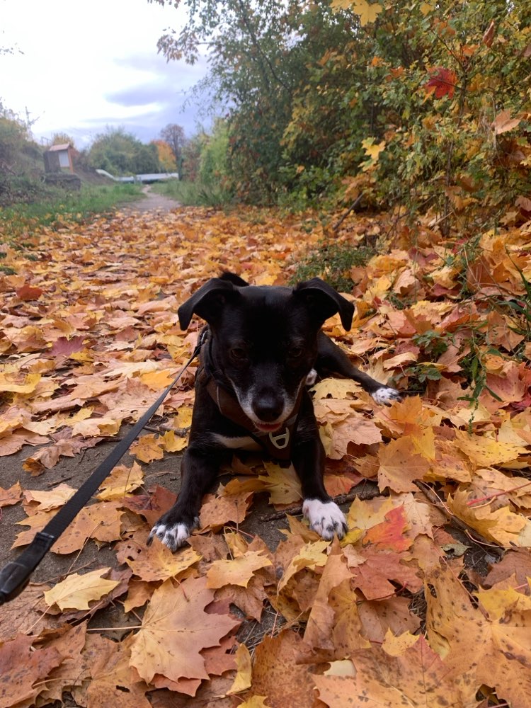 Hundetreffen-Hunde Kumpels gesucht-Profilbild